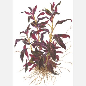 Ludwigia glandulosa - potte