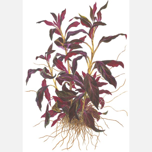 Ludwigia glandulosa - potte
