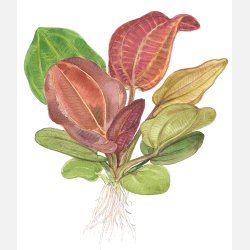 Echinodorus 'Reni' - potte