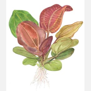 Echinodorus 'Reni' - potte