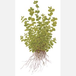 Micranthemum umbrosum - potte