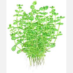 Lindernia rotundifolia - potte