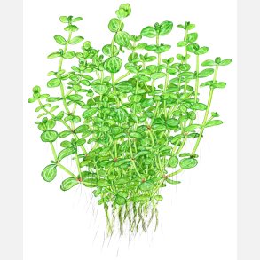 Lindernia rotundifolia - potte