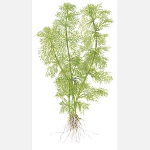 Limnophila aquatica - potte