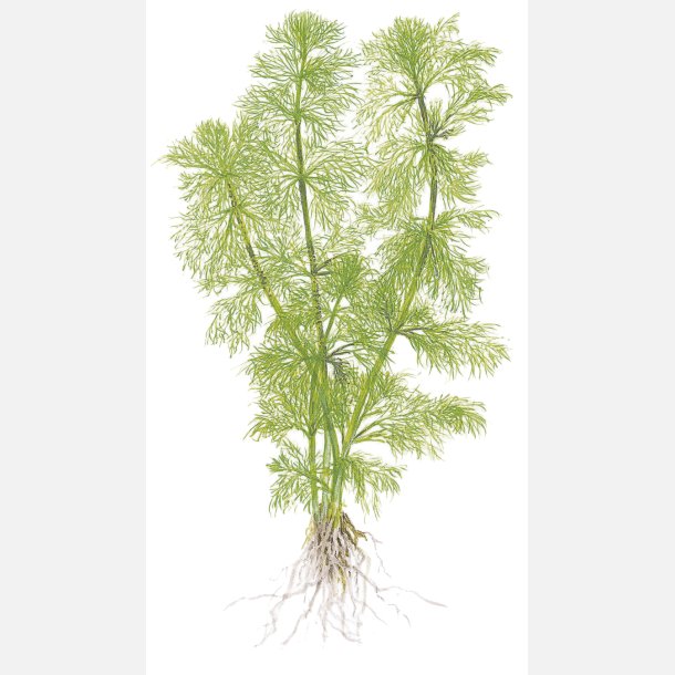 Limnophila aquatica - potte