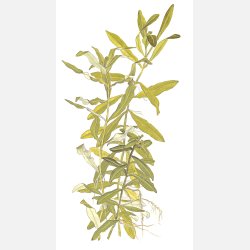 Hygrophila polysperma - potte