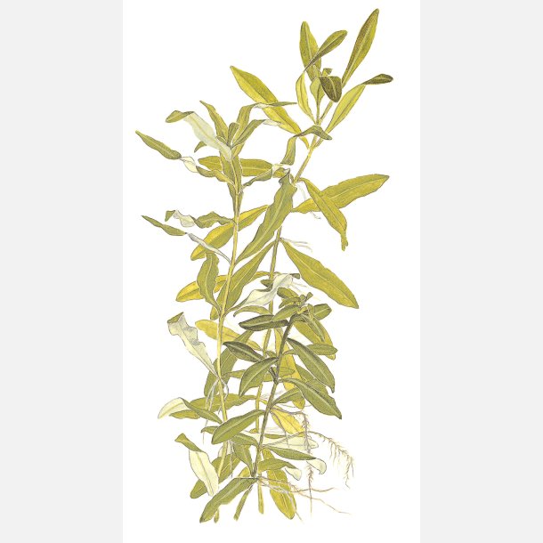 Hygrophila polysperma - potte