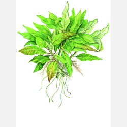 Hygrophila corymbosa 'Compact' - potte