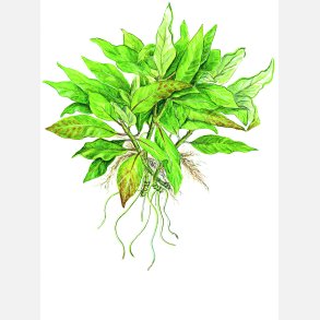 Hygrophila corymbosa 'Compact' - potte