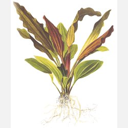 Echinodorus 'Ros�' - potte