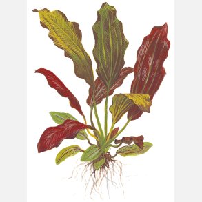 Echinodorus x barthii - potte
