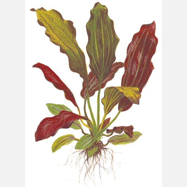 Echinodorus x barthii - potte