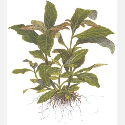 Hygrophila corymbosa 'Stricta' - potte