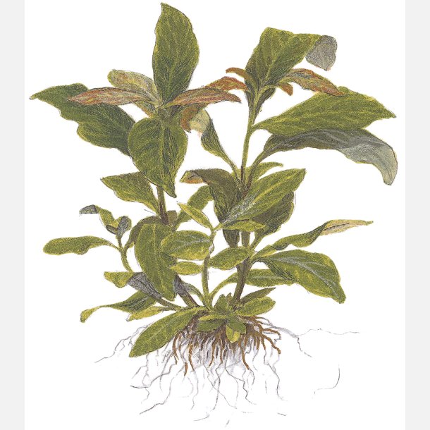 Hygrophila corymbosa 'Stricta' - potte