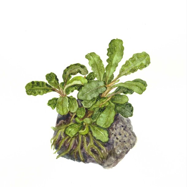 Bucephalandra pygmaea 'Bukit Kelam' - 1-2-grow