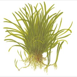 Lilaeopsis brasiliensis - potte