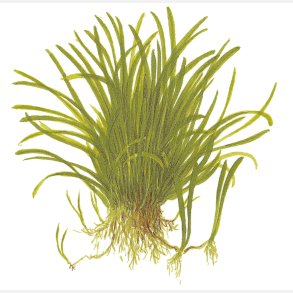 Lilaeopsis brasiliensis - potte