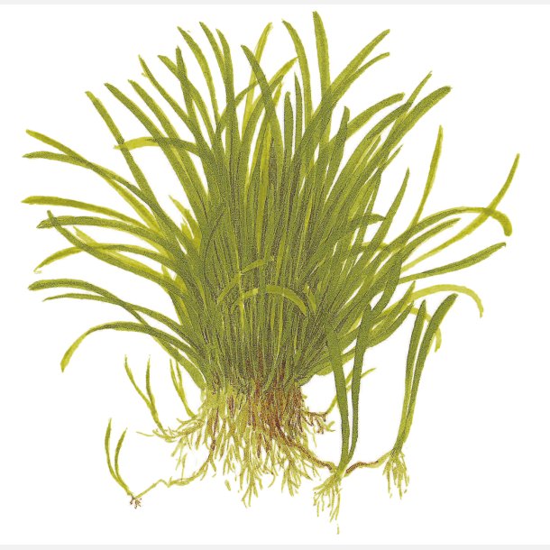 Lilaeopsis brasiliensis - potte