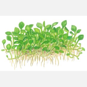 Marsilea minuta - 1-2-grow