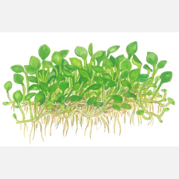 Marsilea minuta - 1-2-grow