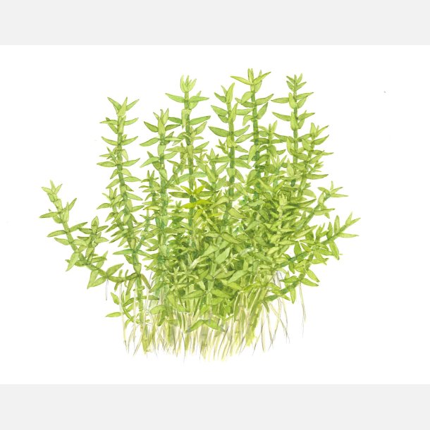 Gratiola viscidula - 1-2-grow