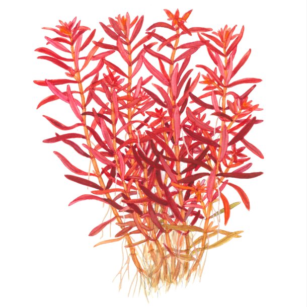 Rotala rotundifolia 'Blood Red' - 1-2-grow