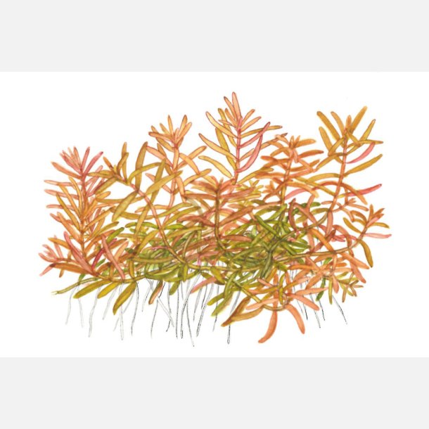 Rotala rotundifolia 'H'ra' - 1-2-grow