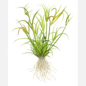 Juncus repens - 1-2-grow