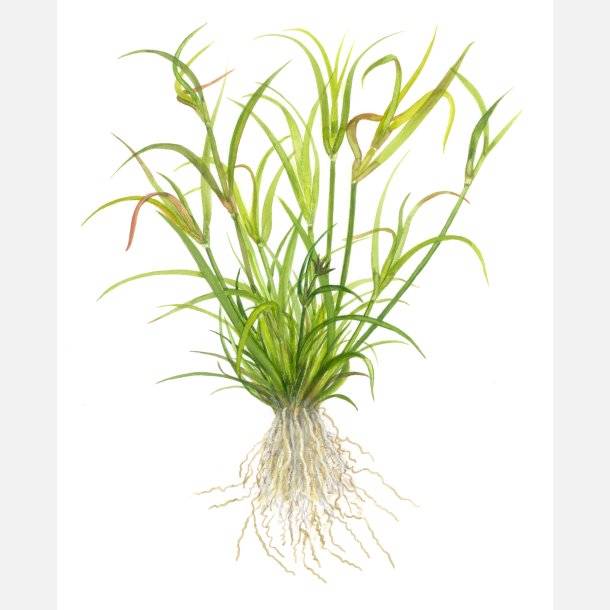 Juncus repens - 1-2-grow