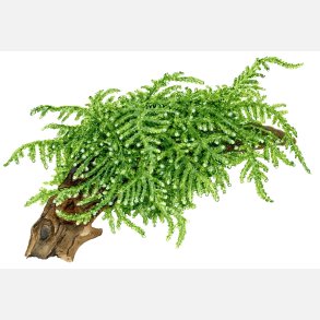 Vesicularia ferriei 'Weeping Moss' - 1-2-grow