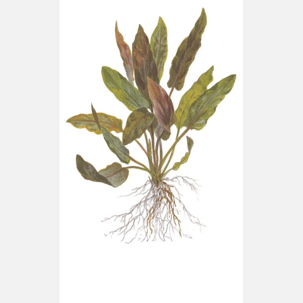 Cryptocoryne undulata 'Broad Leaf' - 1-2-grow