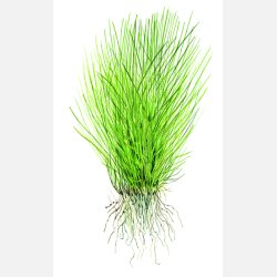 Eleocharis acicularis - 1-2-grow