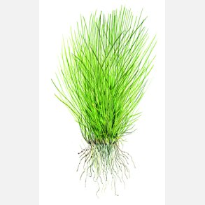 Eleocharis acicularis - 1-2-grow