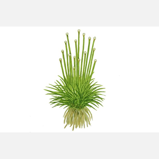 Eriocaulon cinereum - 1-2-grow