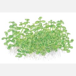 Micranthemum tweediei 'Monte Carlo' - 1-2-grow