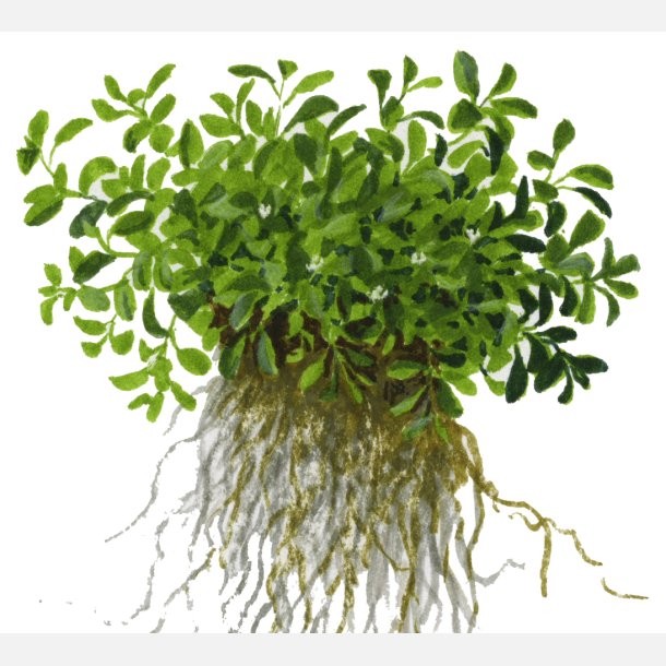 Glossostigma elatinoides - 1-2-grow