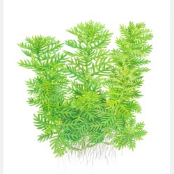 Hottonia palustris - 1-2-grow