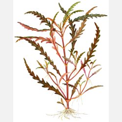 Hygrophila pinnatifida - 1-2-grow
