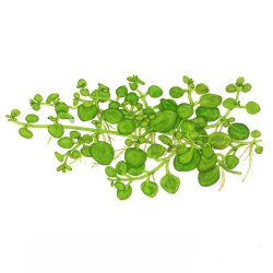 Hygrophila serpyllum - 1-2-grow