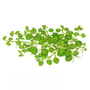 Hygrophila serpyllum - 1-2-grow