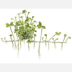 Marsilea hirsuta - 1-2-grow