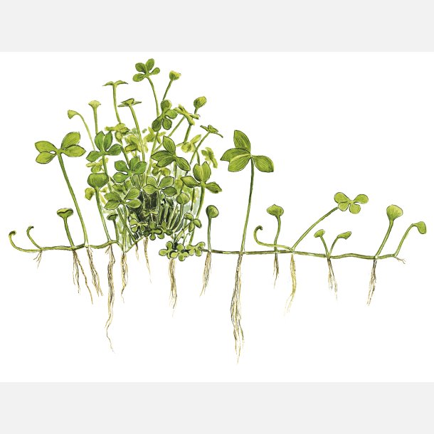 Marsilea hirsuta - 1-2-grow