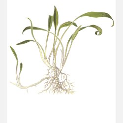 Cryptocoryne parva - 1-2-grow