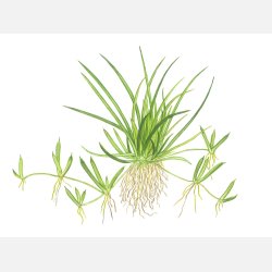 Littorella uniflora - 1-2-grow