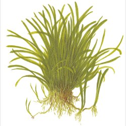 Lilaeopsis brasiliensis - 1-2-grow