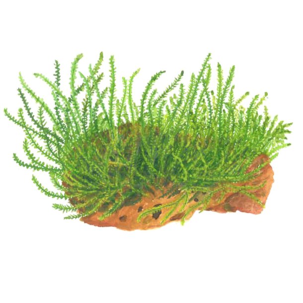 Leptodictyum riparium - 1-2-grow