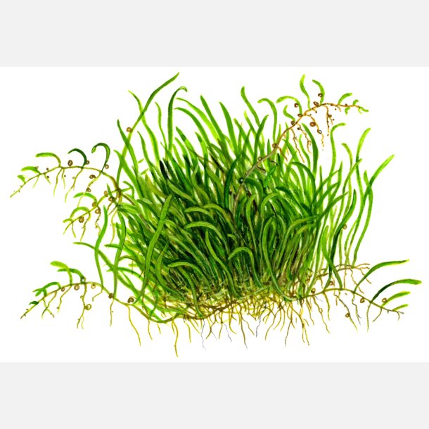 Utricularia graminifolia - 1-2-grow