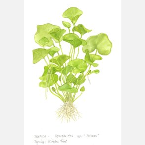 Nymphoides hydrophylla 'Taiwan' - 1-2-grow