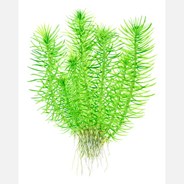 Pogostemon deccanensis - 1-2-grow