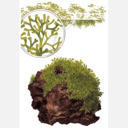 Riccia fluitans - 1-2-grow